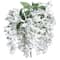 White Wisteria Bush by Ashland&#xAE;